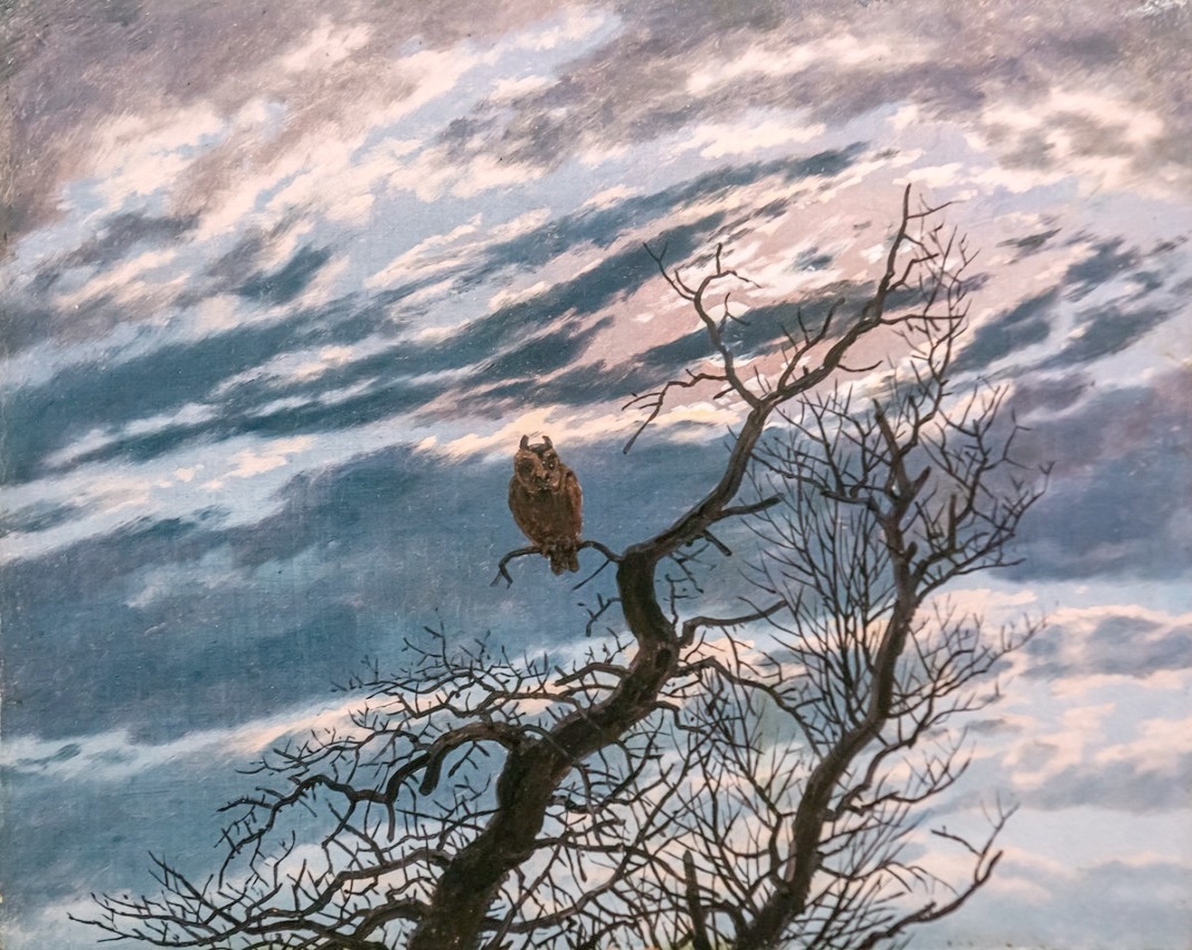Eule auf schmucklosem Baum